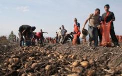 Szövetkeznek a gazdák, mert egyre keresettebb a háromszéki pityóka 