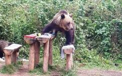 Szerdán is medvék randalíroztak a Szent Anna-tó partján