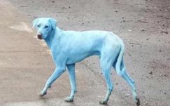 Bekékültek a kutyák egy indiai gyár környékén