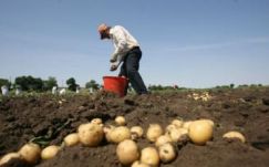 Rekord mennyiségű burgonya termett idén Hargita megyében