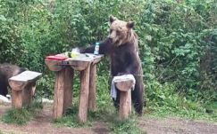 Már jövő héten elkezdődhet az emberre veszélyes medvék kilövése