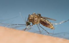 Ismét „lecsapott” Romániára az ázsiai tigrisszúnyog által terjesztett nyugat-nílusi vírus