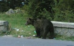 Már sírokat is meggyaláznak a medvék Székelyföldön