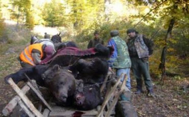 Miniszter: a beavatkozási kvótáról szóló rendelet nem a medvék kilövését írja elő