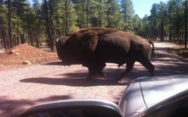 Lottósorsolással döntik el, hogy ki lőheti ki ezeket a gyönyörű állatokat