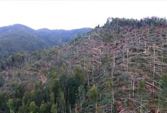 Nagy pusztítást végzett az erdőkben az Erdélyen végigsöprő vihar