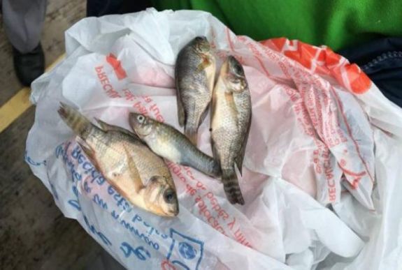 Halak potyogtak az égből Mexikóban