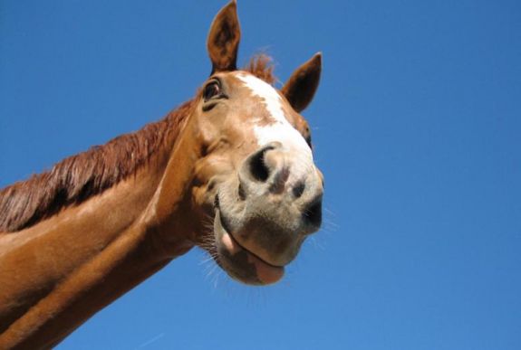 Törvénymódosítással érnék el, hogy könnyebben lehessen lovakat szállítani a közutakon 