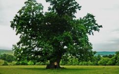 Ebben az erdélyi faluban található Románia legöregebb tölgyfája
