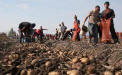 Kevés a krumpliszedő Székelyföldön, mert a segélyezettek félnek napszámot vállalni 