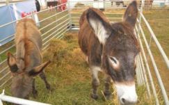 Megnyílt a 28. Agromalim nemzetközi mezőgazdasági és élelmiszeripari vásár Aradon