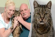 Harminckét évesen elhunyt a világ legidősebb macskája