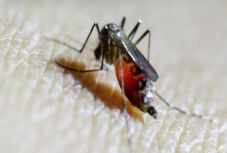 Terjed a chikungunya-vírus Olaszországban 