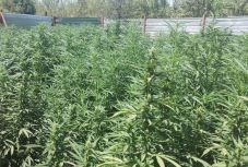 Kannabiszültetvényre bukkantak a Maros megyei Csapószentgyörgyön