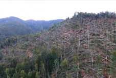 Nagy pusztítást végzett az erdőkben az Erdélyen végigsöprő vihar