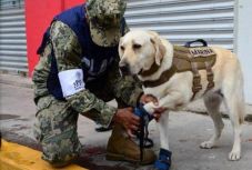Ismerjék meg Fridát, a mexikói földrengés hősét