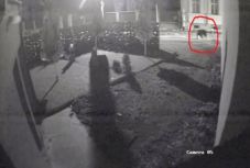 Már Székelyudvarhely utcáin is medvék futkorásznak