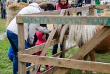 Idén is bevonzotta a város a falut Csíkszeredában