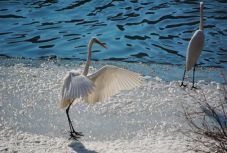 Bámulatosan alakul át Erdély élővilága: hattyúk a Körösön, sirályok a Szamoson