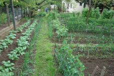 Romániából is beneveztek a legszebb konyhakert címért 