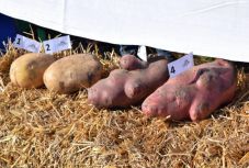 Sehol nem láttunk akkora krumplit, mint a Csíkszéki Gazdanapokon