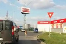 Egy kenguru ugrált az autók között egy temesvári úton