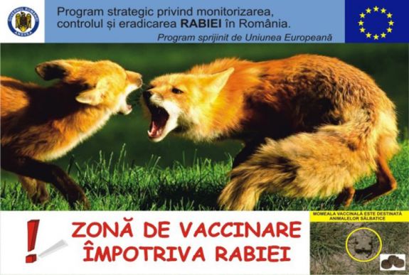 Felszámolták a veszettség gócokat, de az immunizálás folytatódik Háromszéken
