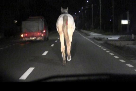 Gazdátlanul kóborló lovat gázoltak el Csíkszereda közelében