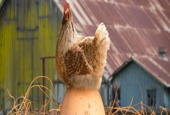 Bogdán Tibor: Vosganian adómentes tojásai