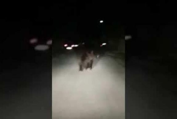 Nagy riadalmat okozott a medve a Prahova megyei községben