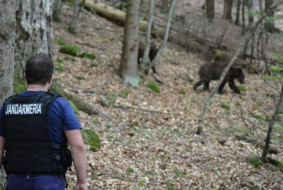 Az Európai Unió tagállamai nem kérnek a Hargita megyei medvékből