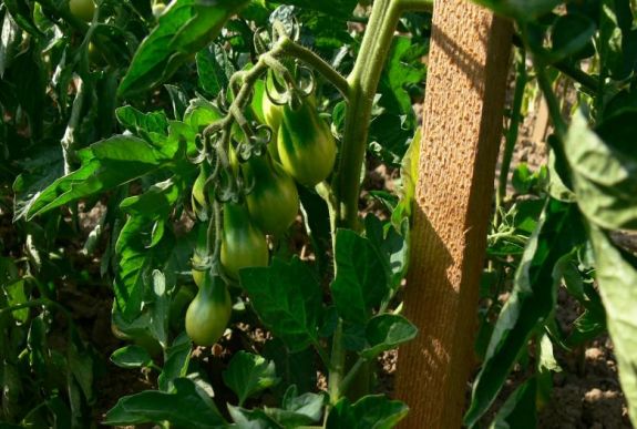 Eddig igényelhetik a növénytermesztők a támogatást