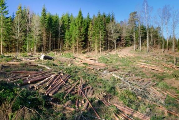 Maros megyében hatalmasat nőtt az illegális erdőkivágás az elmúlt egy évben