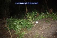 Rendőrök termesztettek vadkendert egy Arad melletti faluban