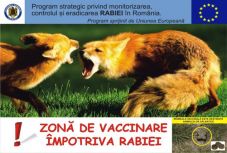 Felszámolták a veszettség gócokat, de az immunizálás folytatódik Háromszéken