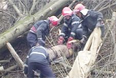 Öt év alatt 18 halálos munkabaleset történt a Hargita megyei erdőkitermelésben