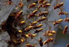 Százötven lódarázscsípés végzett egy kerekesszékes idős nővel