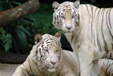 Halálra mart két fehér tigris egy állatgondozót Dél-Indiában