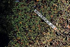 Katalónia végzetes napja: 1714. szeptember 11.