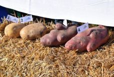 Rekord krumplitermés volt Hargita megyében