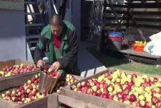 Nagyon gyenge az almatermés idén a tavaszi fagy miatt