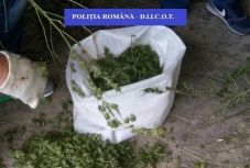 Kábítószer-termesztőket vettek őrizetbe Bihar megyében