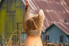 Bogdán Tibor: Vosganian adómentes tojásai