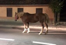 Ismét gazdátlanul kóborló lovak okoztak balesetet Hargita megyében