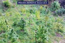 Újabb bánsági vadkenderültetvényre csaptak le a hatóságok