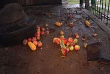 Idős embert ölt a látványosságként mutogatott medve