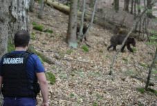 Az Európai Unió tagállamai nem kérnek a Hargita megyei medvékből