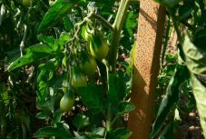 Eddig igényelhetik a növénytermesztők a támogatást