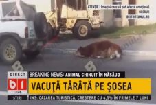 Szörnyű módon kínoztak meg egy borjút