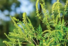 A parlagfű irtására vonatkozó törvénytervezetet fogadott el a szenátus 